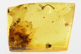 Fossil Moth Fly, Ant, and Flower Stamen In Baltic Amber #307698-1